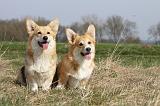 CORGI PEMBROKE 808